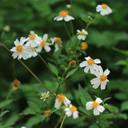 Bidens tincture (bottled)