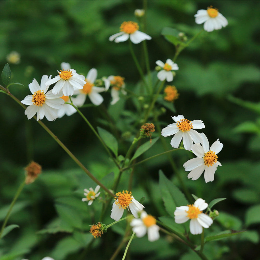 Bidens tincture (bottled)