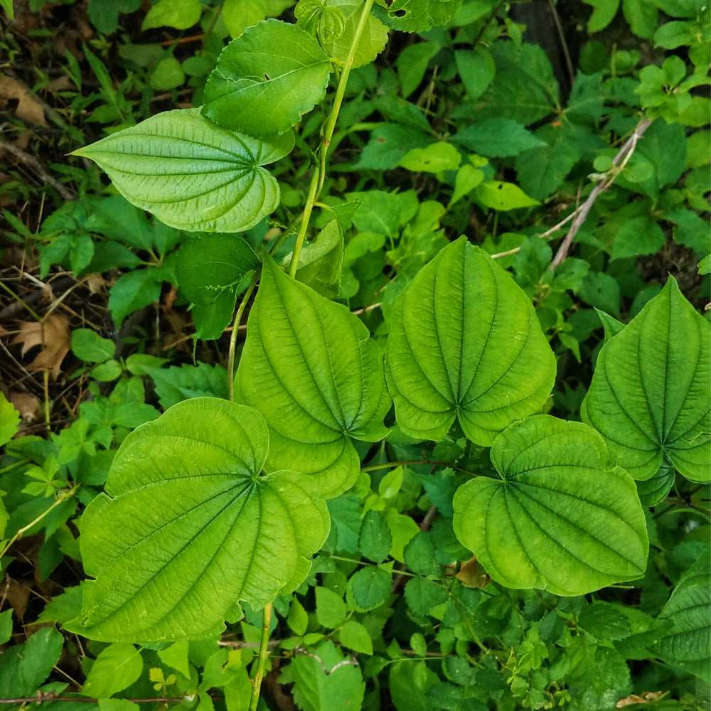 Wild Yam