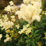 Meadowsweet tincture (bottled)