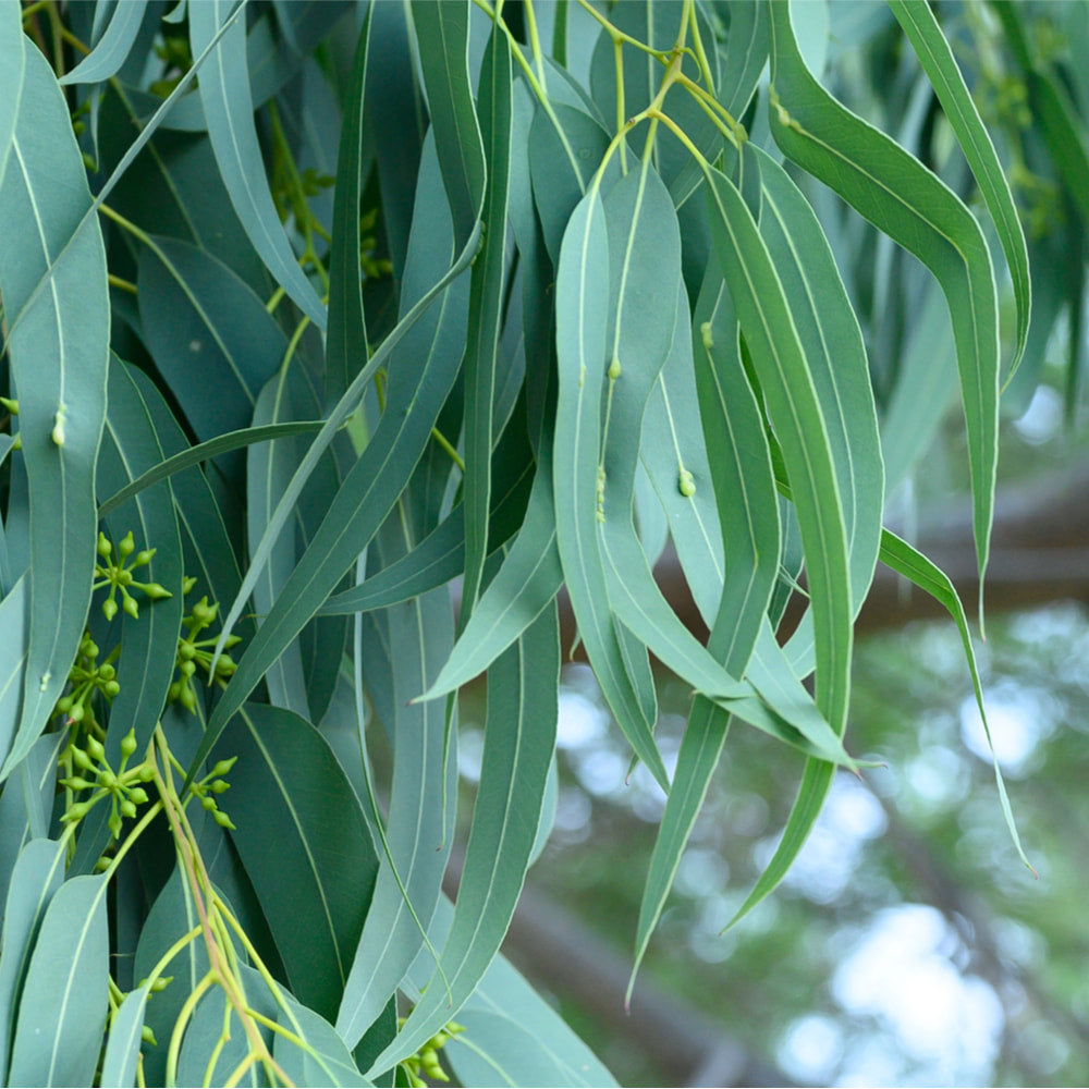 Eucalyptus