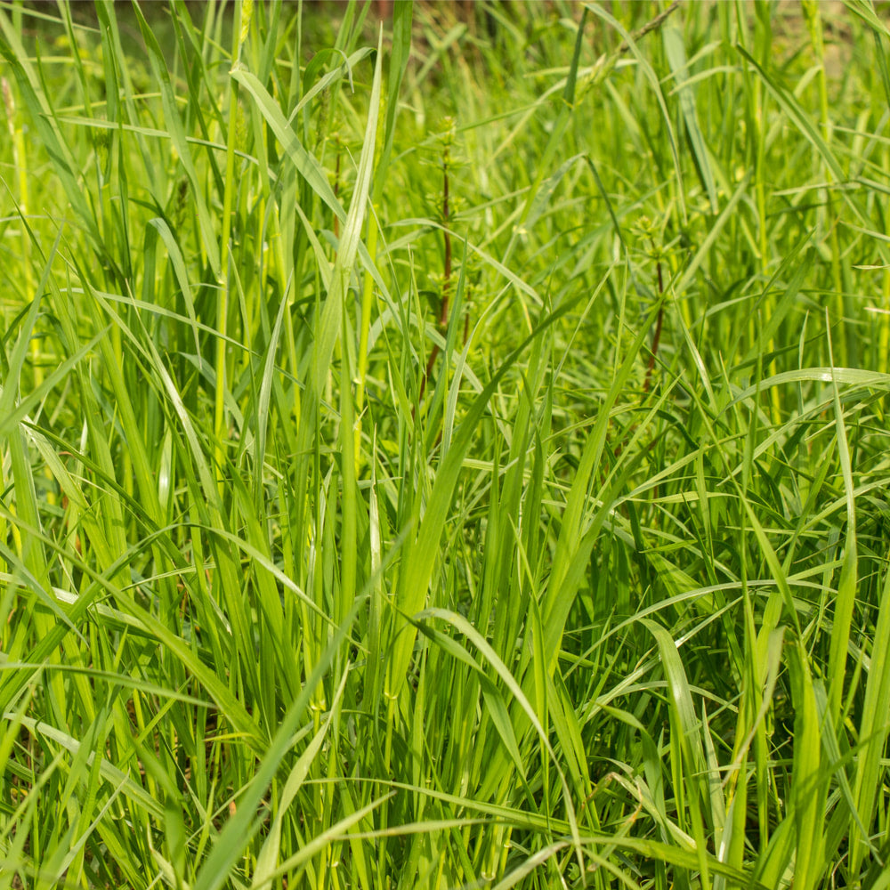 Couchgrass