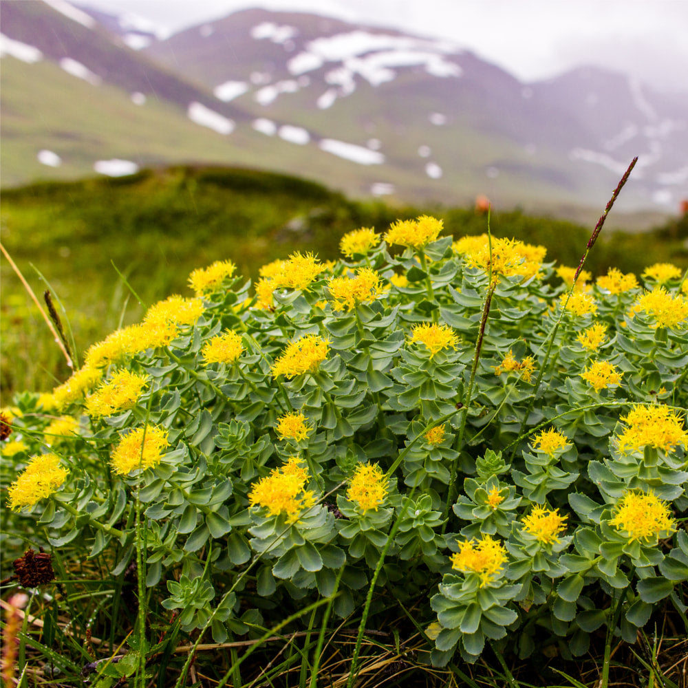 Rhodiola tincture (bottled)