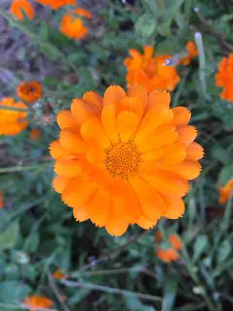 Calendula tincture (bottled)