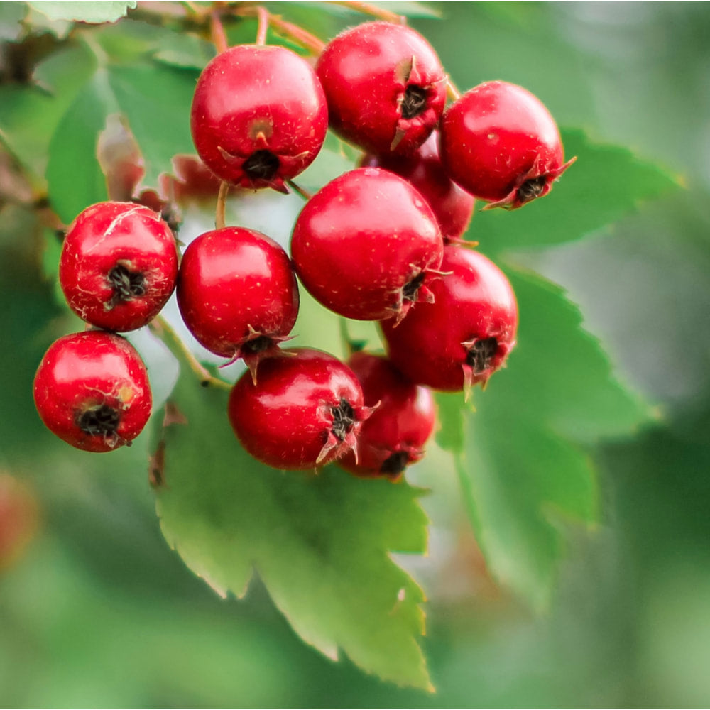 Hawthorn berry tincture (bottled)