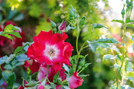 Rose petals