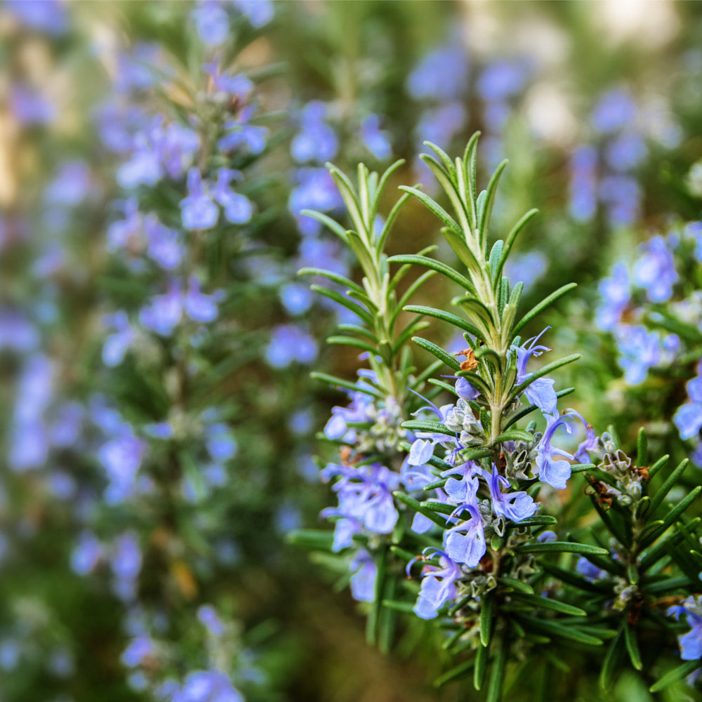 Rosemary tincture (bottled)