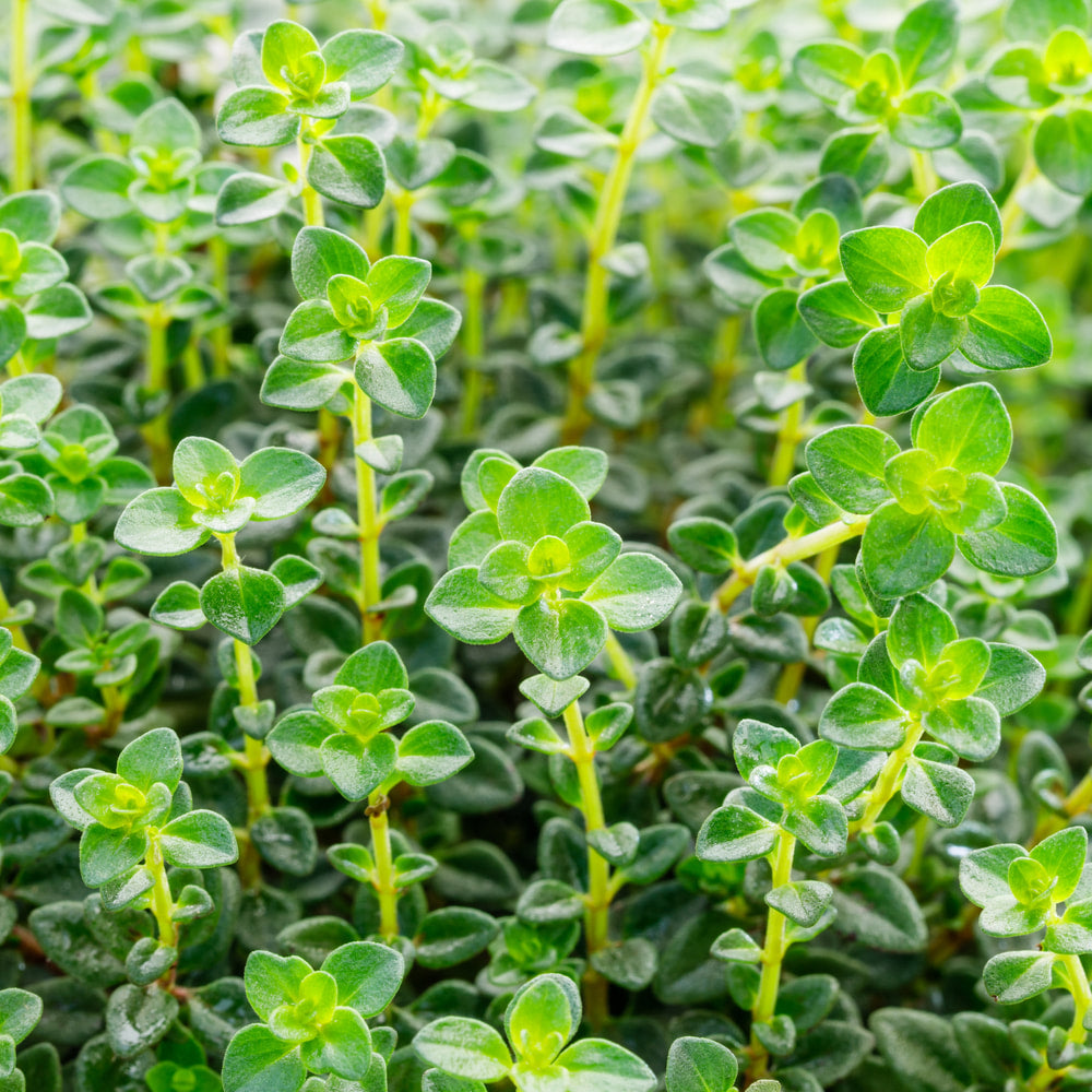 Thyme