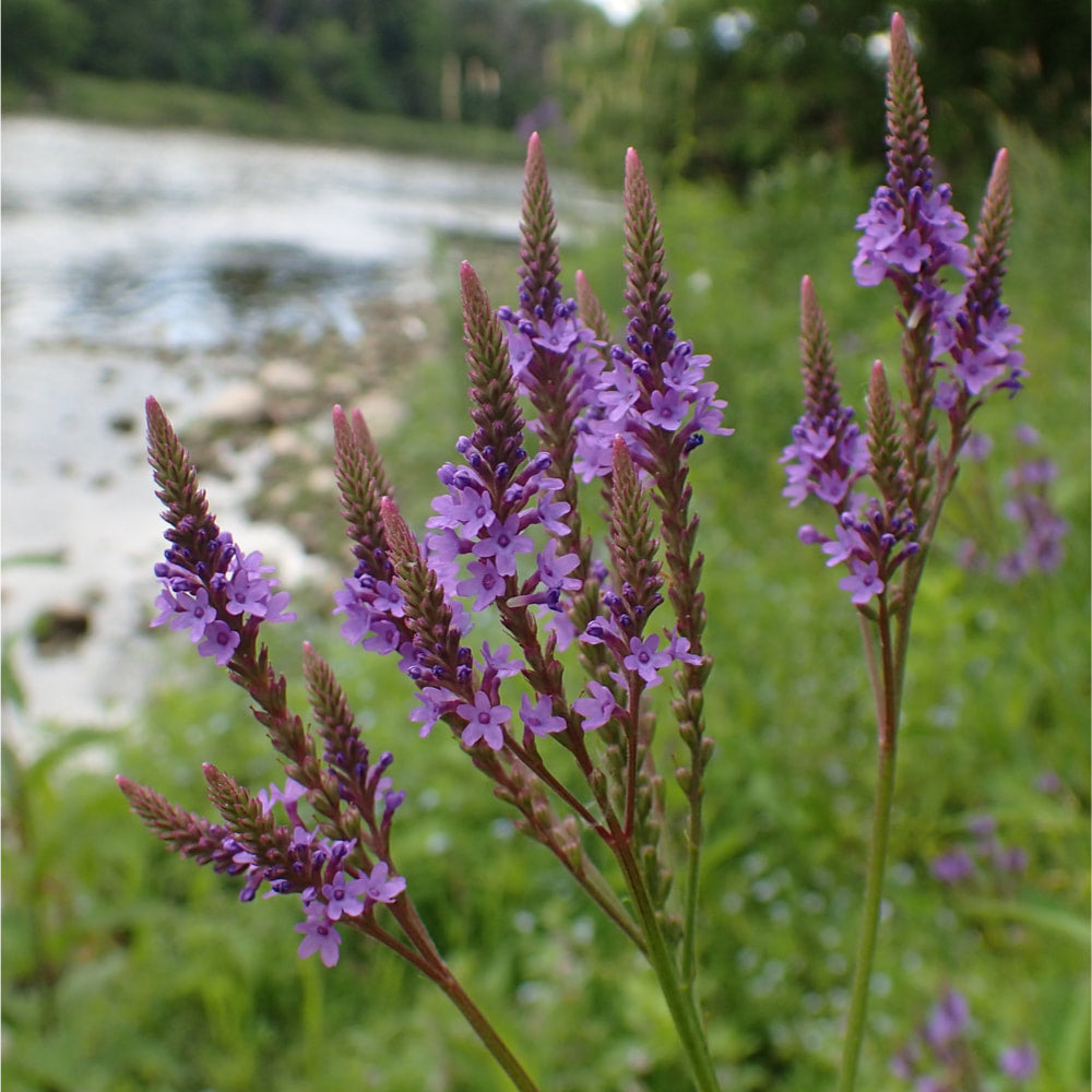 Blue Vervain tincture (bottled)