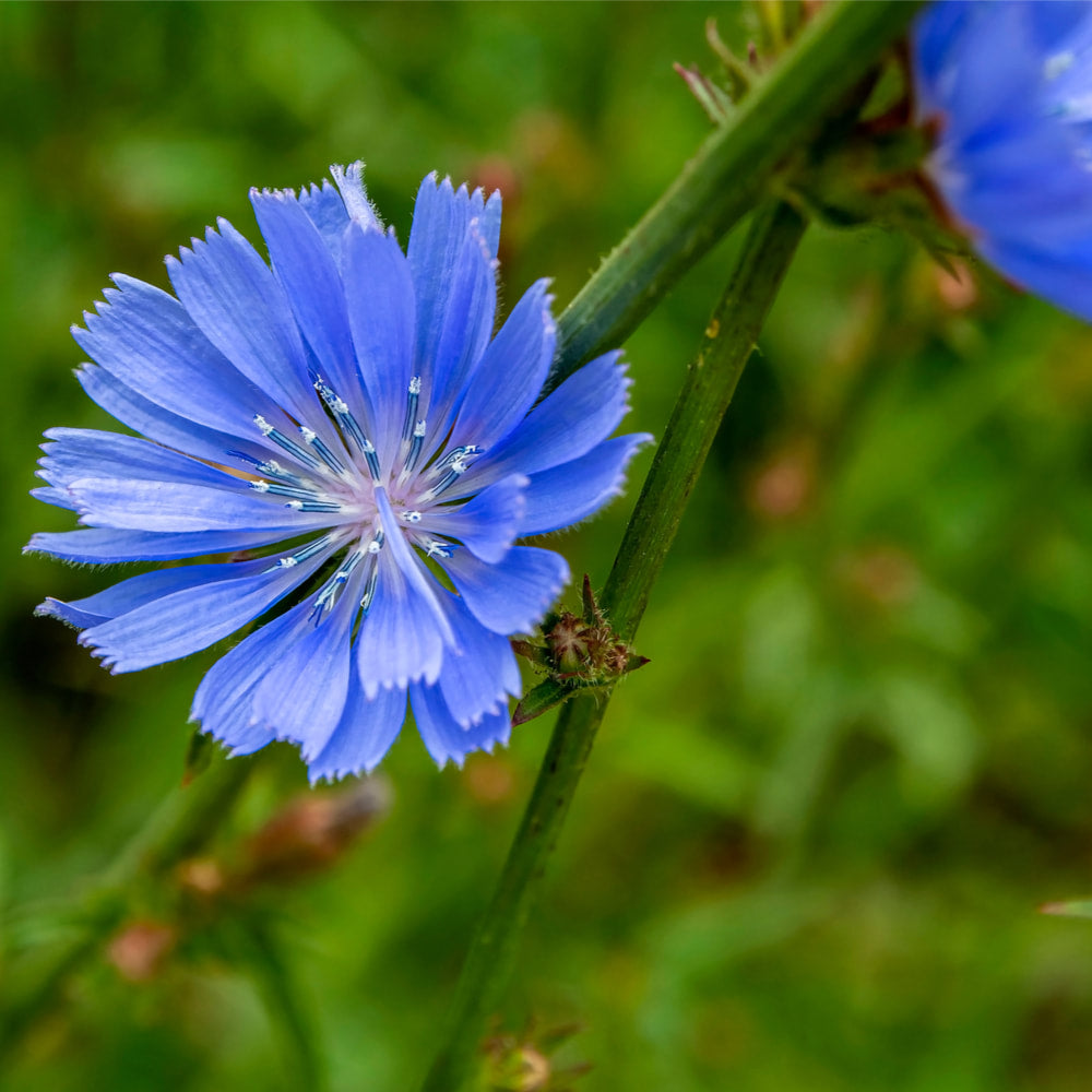 Chicory, roasted