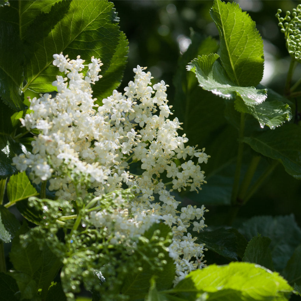 Elder flower tincture (bottled)