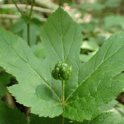 Goldenseal tincture (bottled)