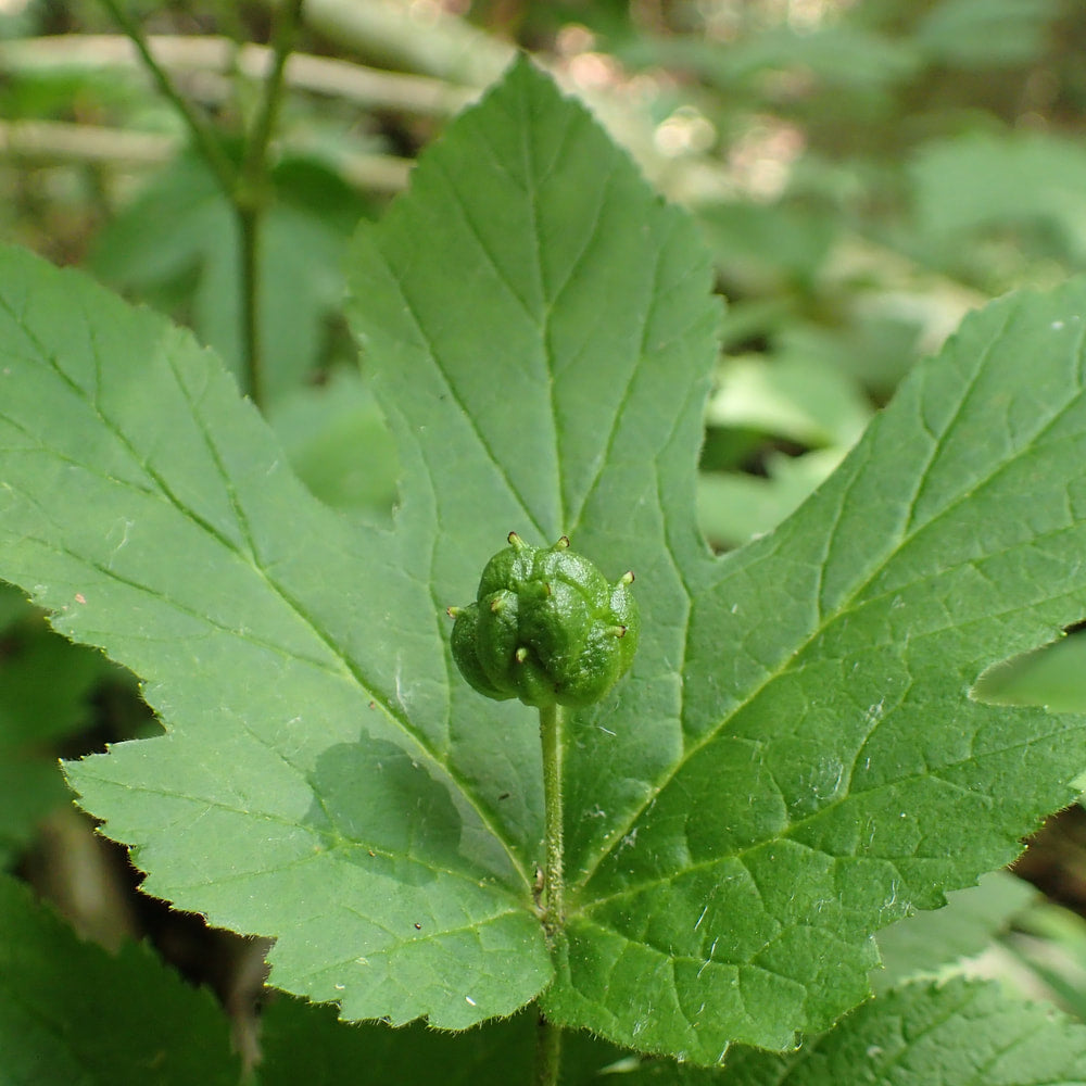 Goldenseal tincture (bottled)