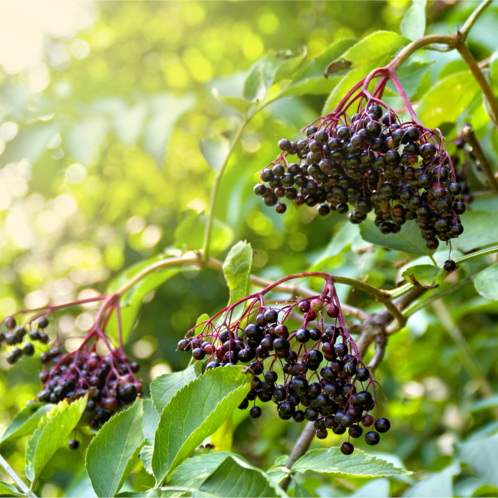 Elderberries