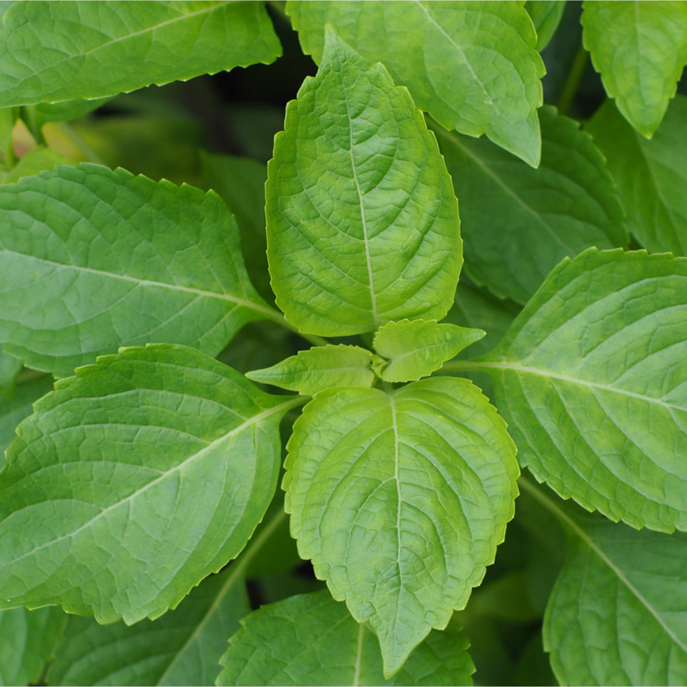 Tulsi (vana)