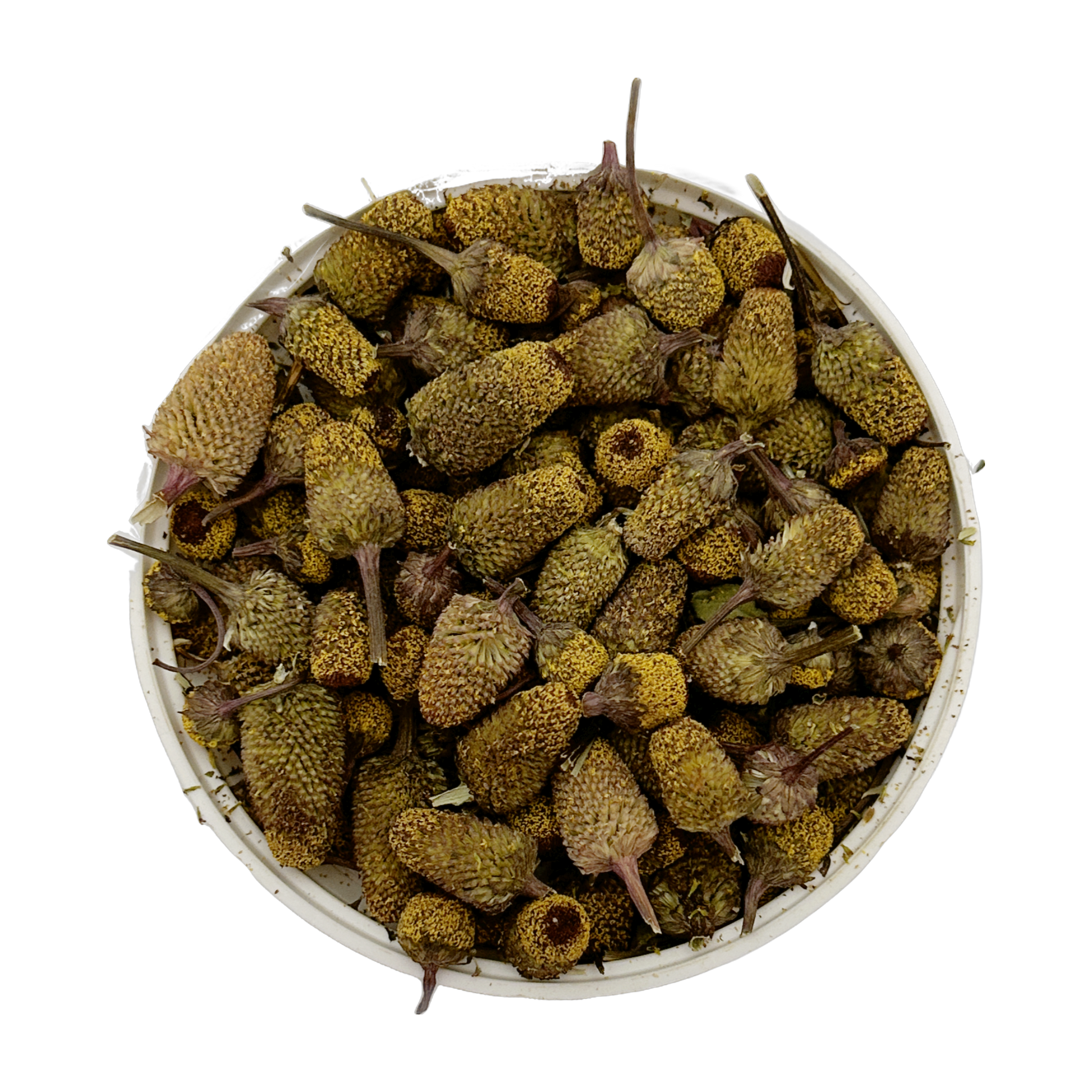 Spilanthes