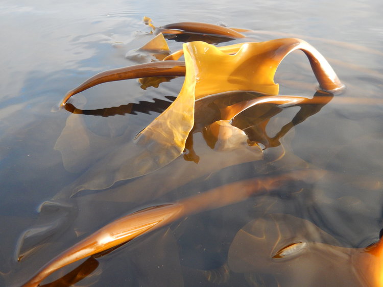 Atlantic Holdfast Sugar Kelp 2 oz bag