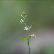 Lobelia tincture (bottled)