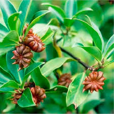 Star Anise