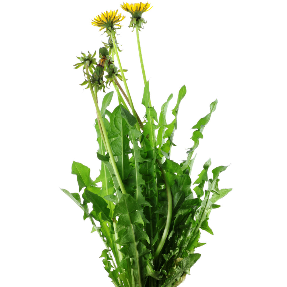 Dandelion Leaf