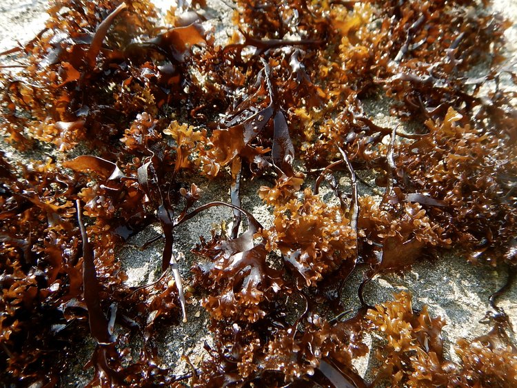 Atlantic Holdfast Irish Moss