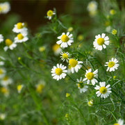 Chamomile glycerite (bottled)