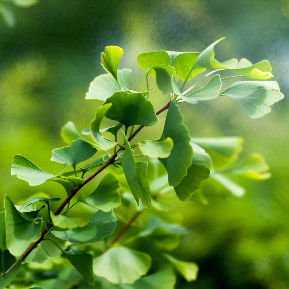 Ginkgo