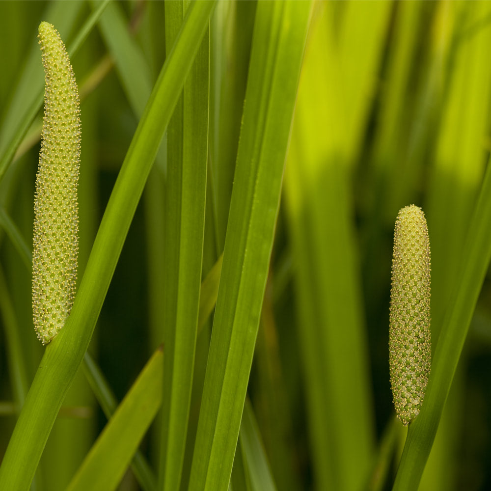 Calamus