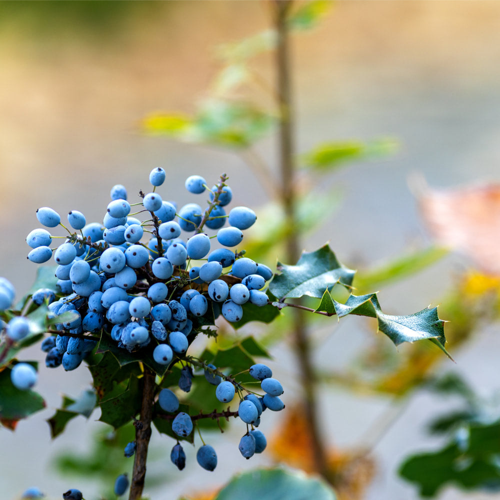 Oregon grape root tincture (bottled)
