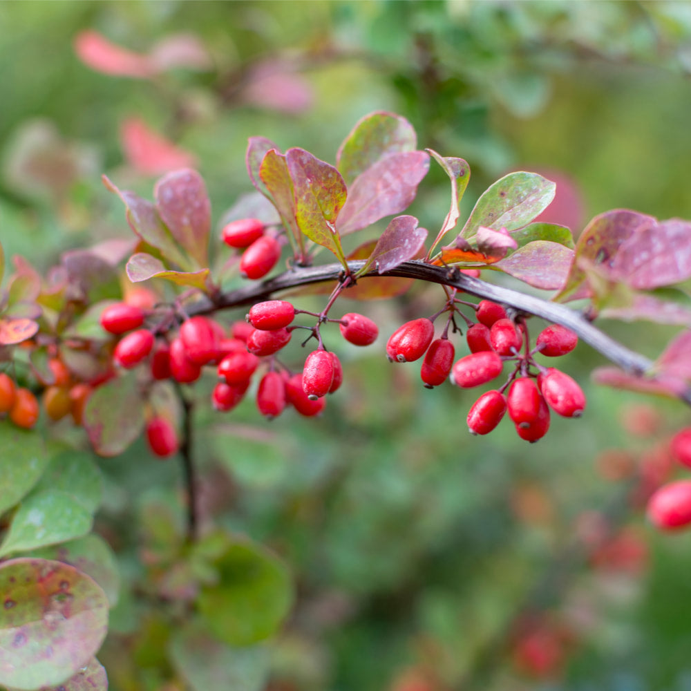 Barberry Powder