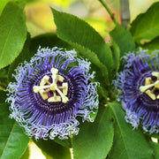 Passionflower glycerite (bottled)