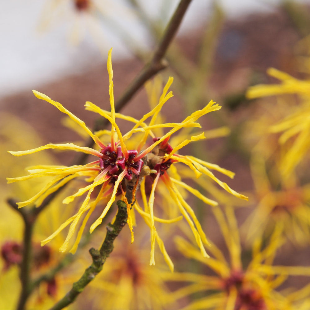 Witch Hazel