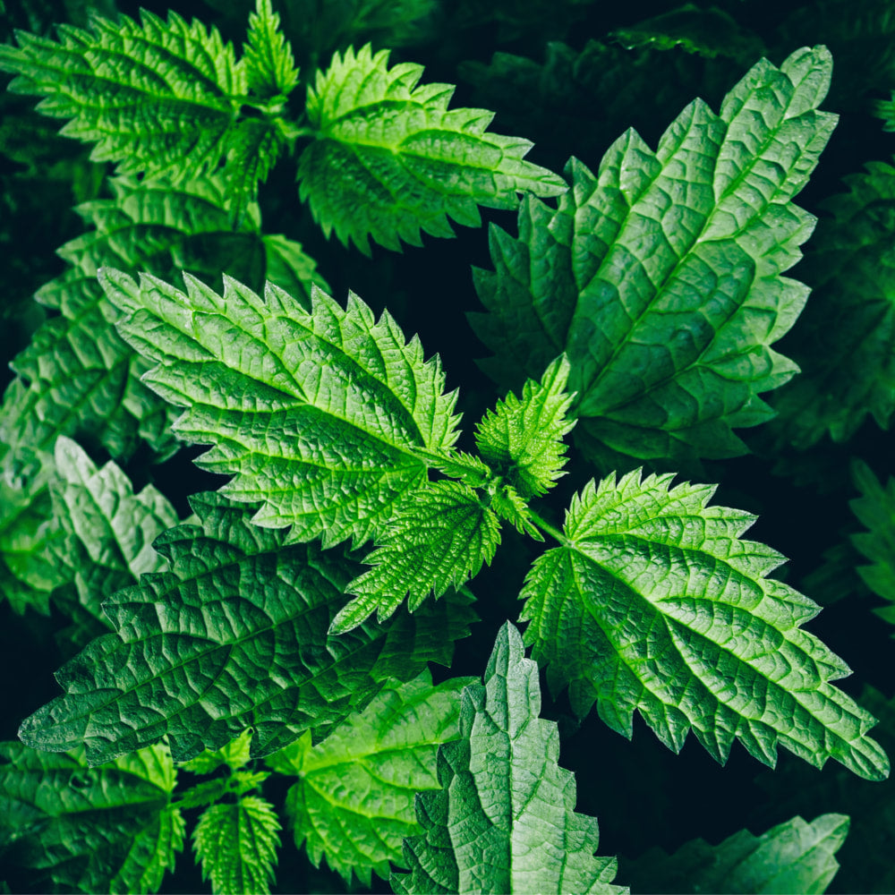Nettle 1 oz Single