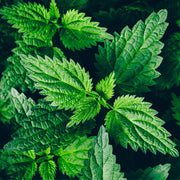 Nettle 1 oz Single