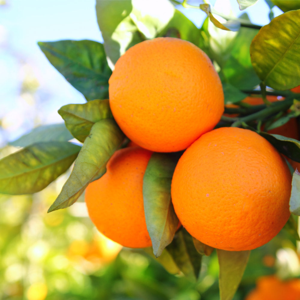 Orange peel