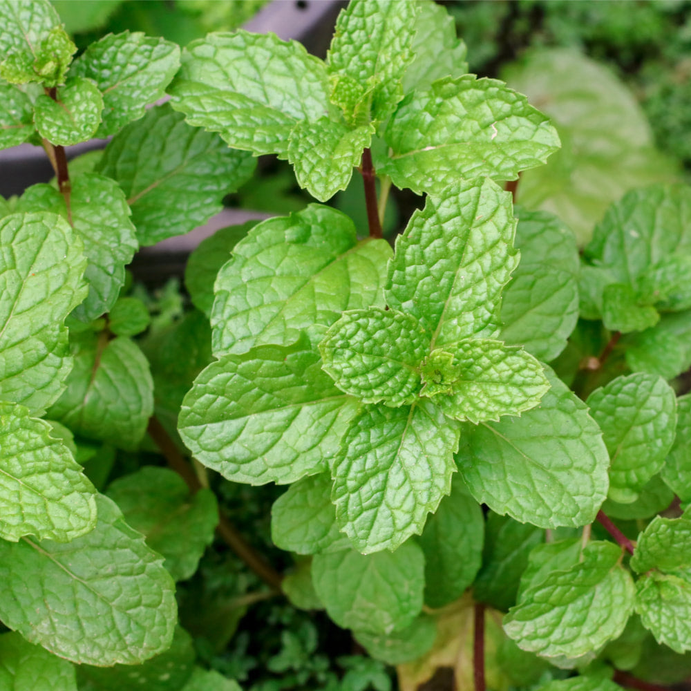 Spearmint
