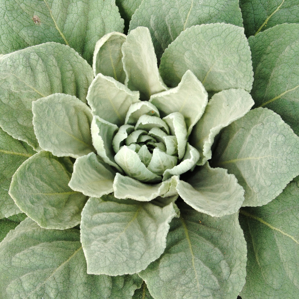 Mullein Leaf 1/2 oz Single
