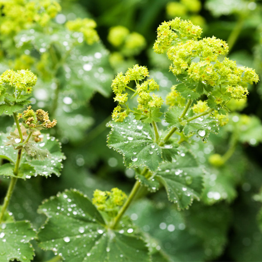 Lady's Mantle