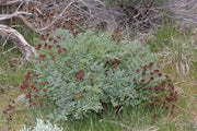 Lomatium tincture (bottled)