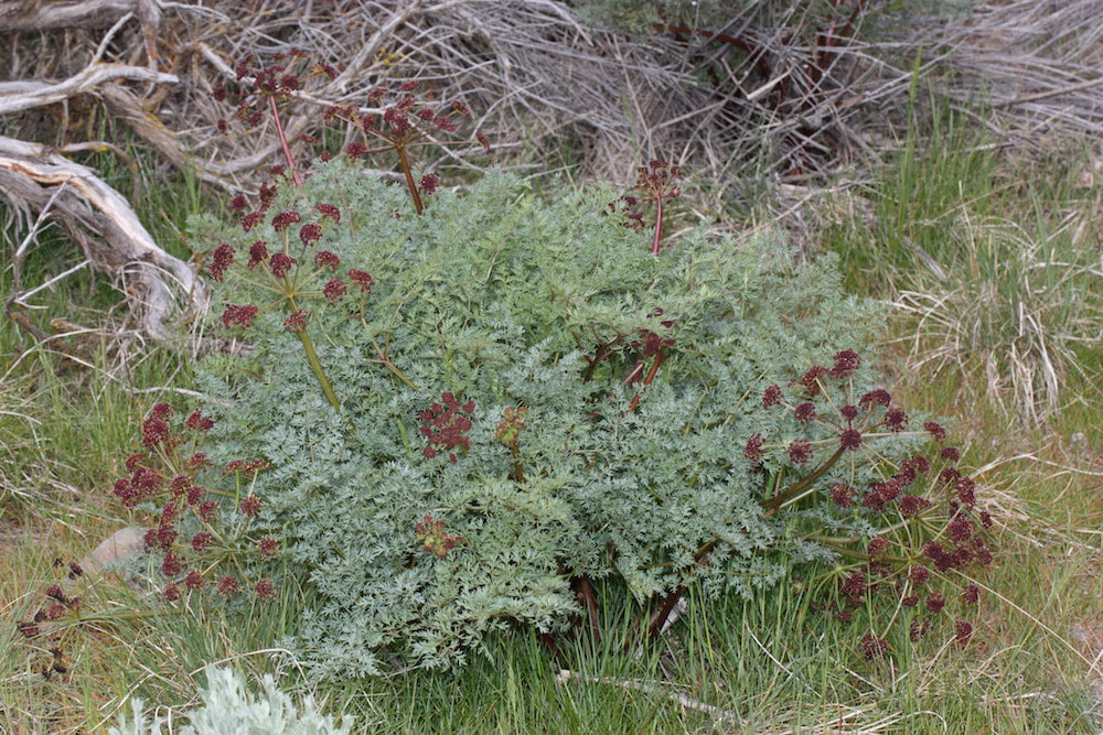 Lomatium tincture (bottled)