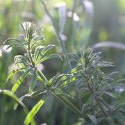 Cleavers tincture (bottled)