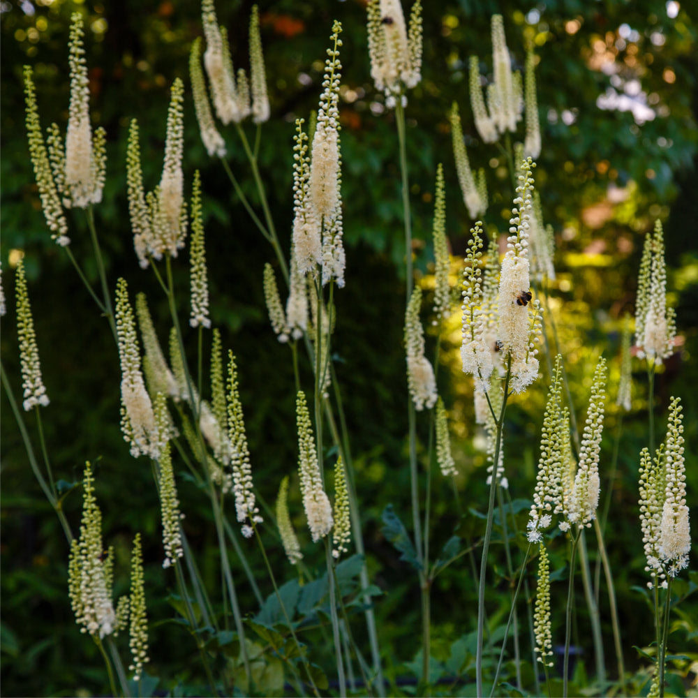 Black Cohosh