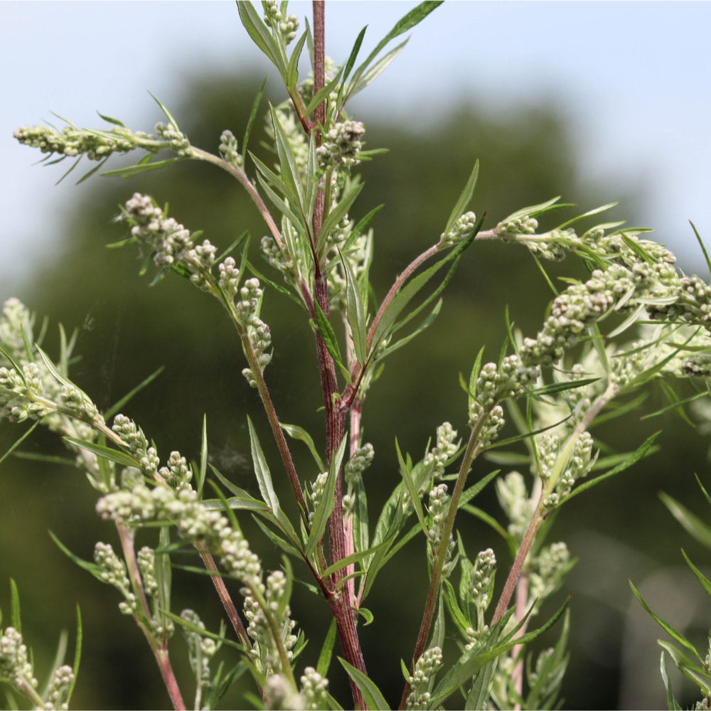 Mugwort