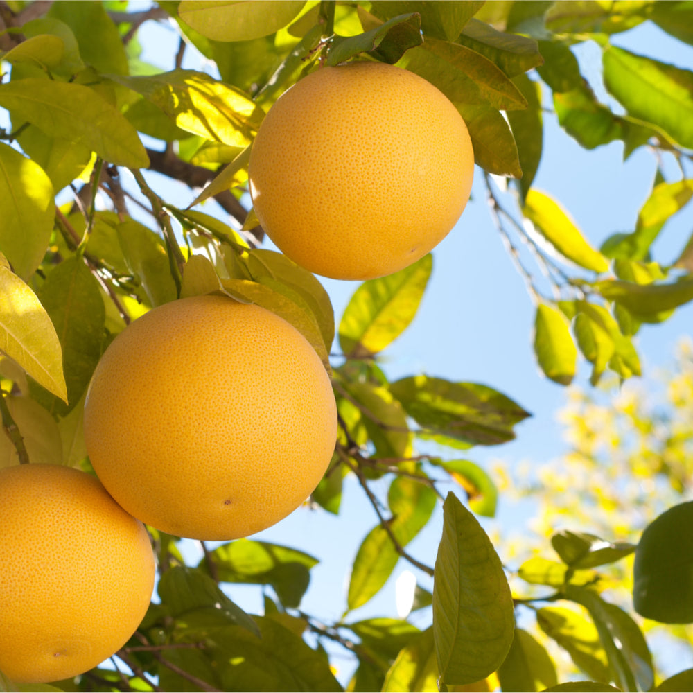 Grapefruit peel