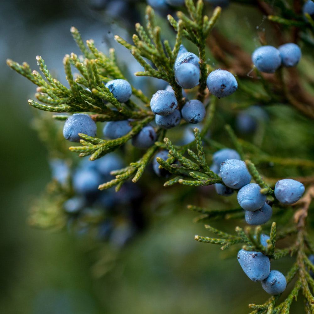 Juniper Tincture (bottled)