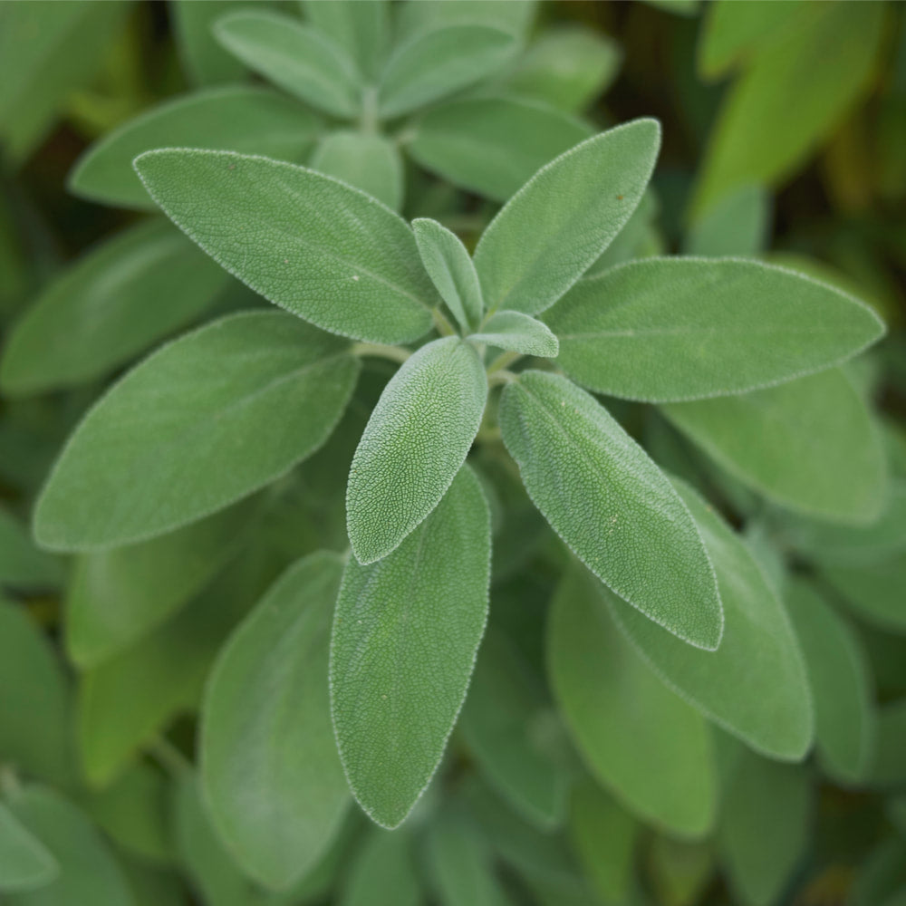 Sage