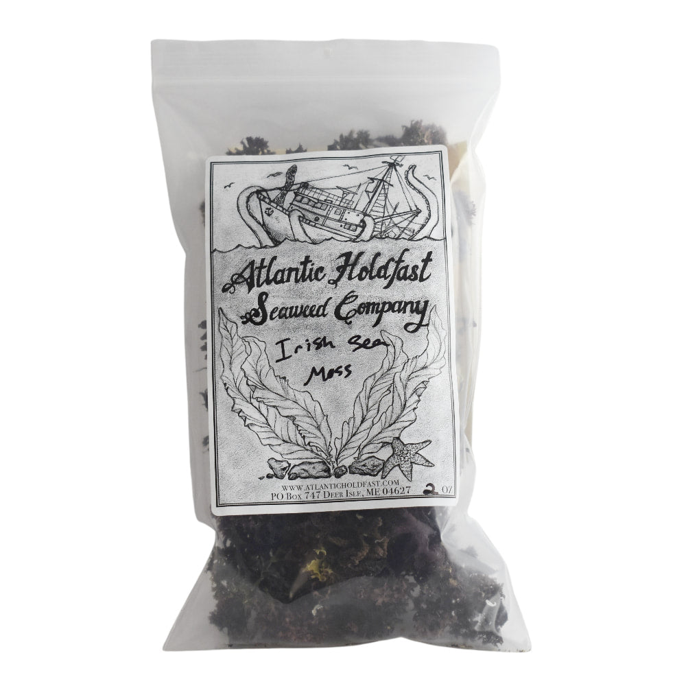 Atlantic Holdfast Irish Moss