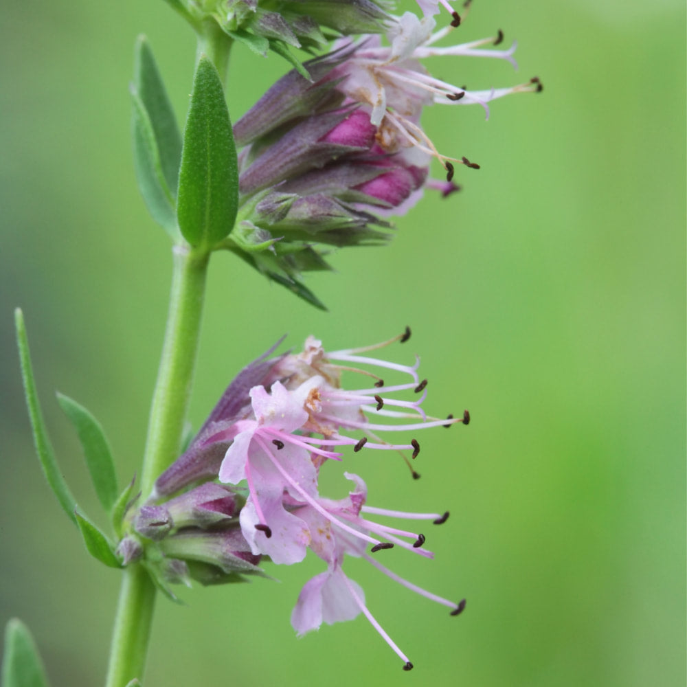 Hyssop