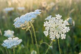 Queen Anne's Lace tincture (bottled)