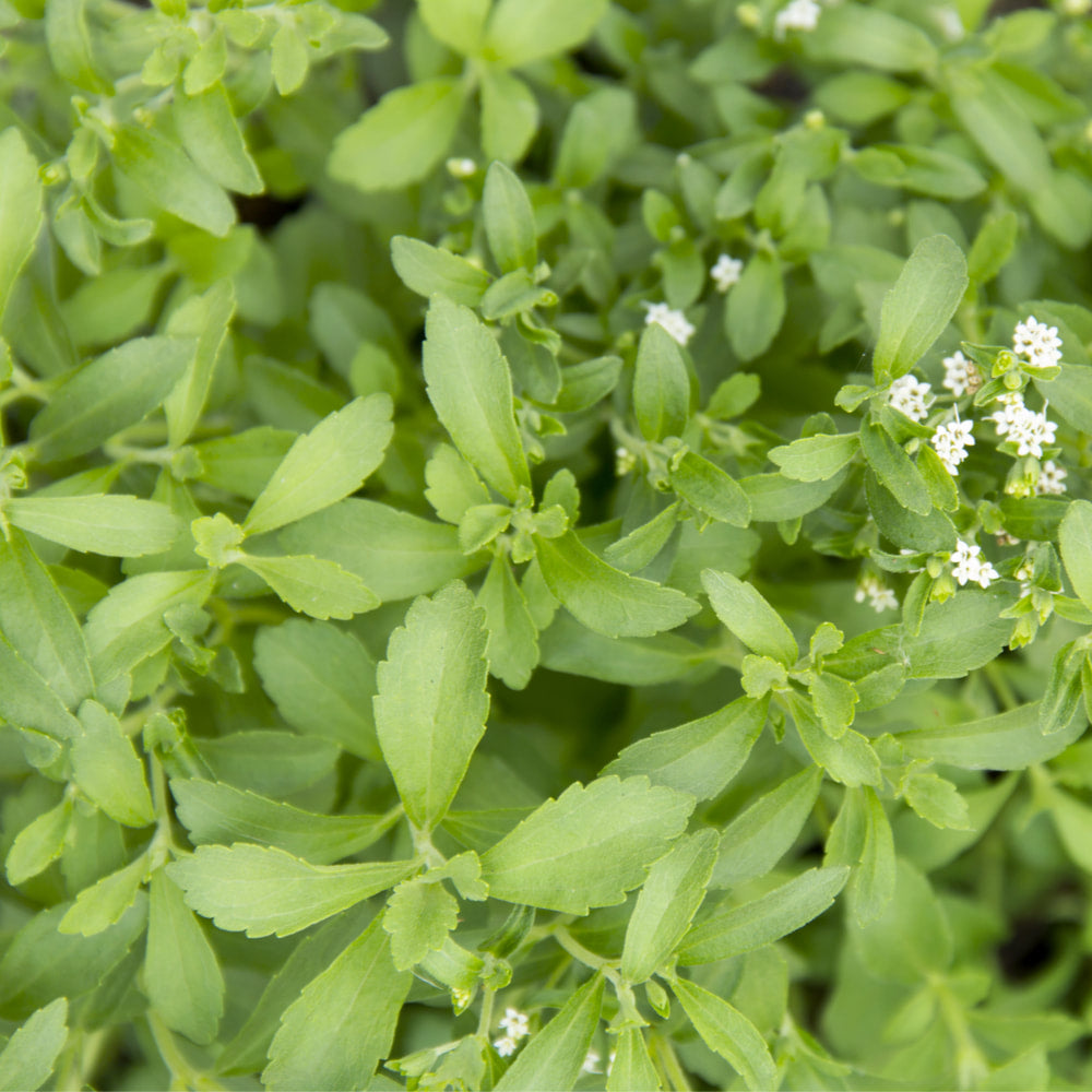 Stevia